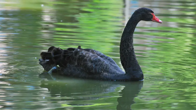 Black swan on water, representing Australian wildlife protection at mining sites