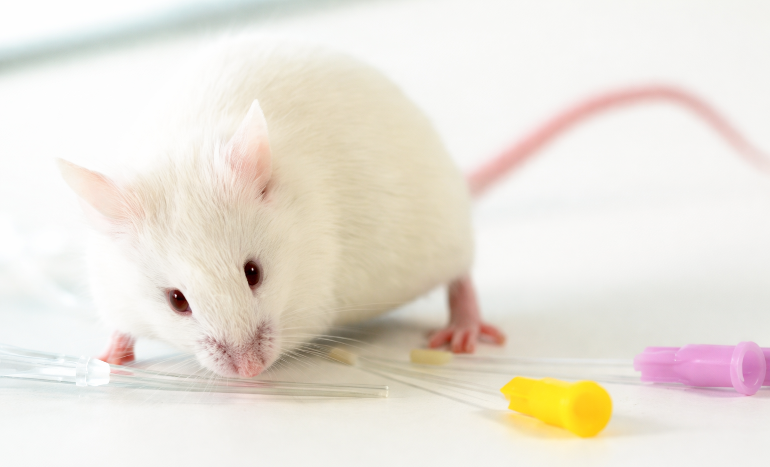 White laboratory mouse with oral gavage feeding tubes