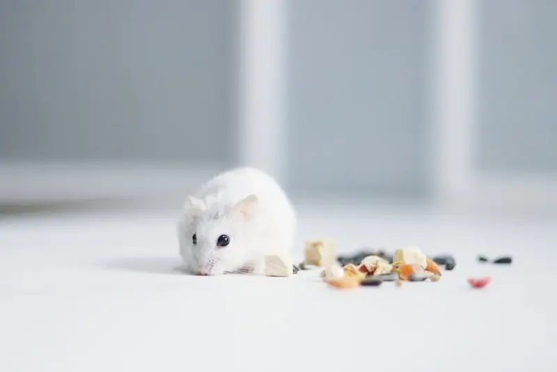 White laboratory mouse on clean surface